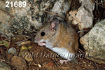 Peromyscus-leucopus tornillo